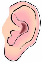 oreja