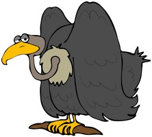 vulture