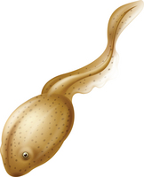 tadpole