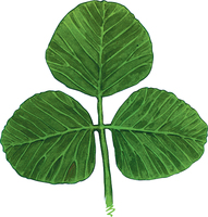 shamrock