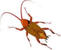 cucaracha