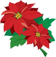 poinsettia