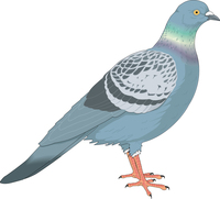 pigeon