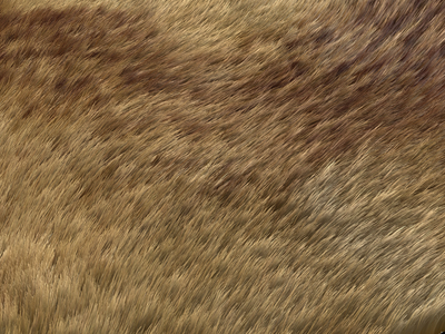 fur